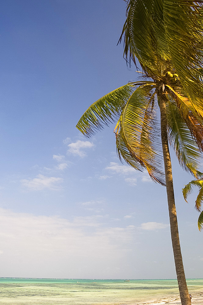 A palm tree above emerald sea, Pingwe, Zanzibar, Tanzania, East Africa, Africa