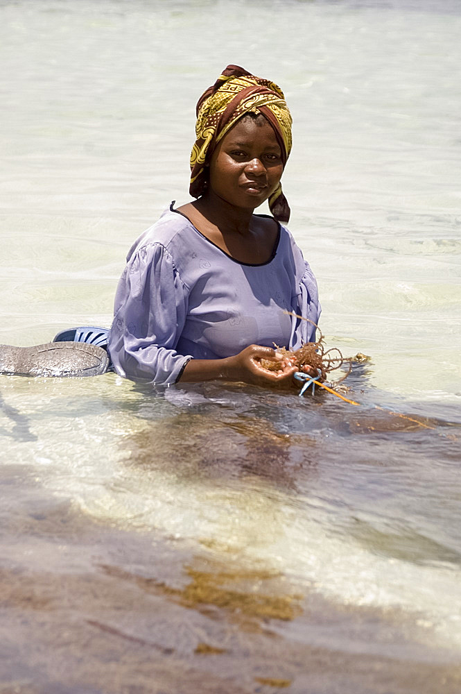 A woman in a colourful dress and headscarf sitting in the sea harvesting seaweed, Paje, Zanzibar, Tanzania, East Africa, Africa