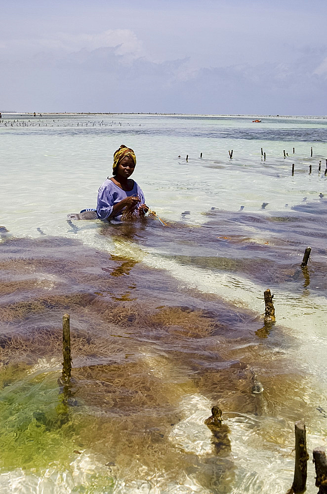 A woman in a colourful dress and headscarf sitting in the sea harvesting seaweed, Paje, Zanzibar, Tanzania, East Africa, Africa