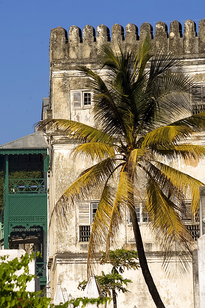 A palm tree in front of old buildings on the waterfront, Stone Town, UNESCO World Heritage Site, Zanzibar, Tanzania, East Africa, Africa