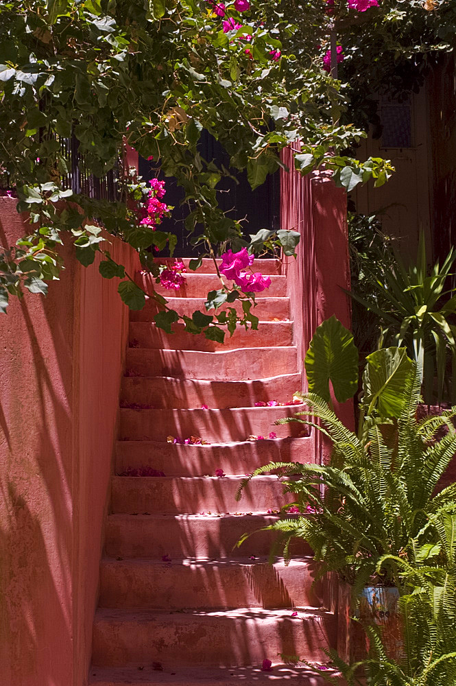 Colourful pink steps and bougainvillea in the old section of Hania, Crete, Greek Islands, Greece, Europe