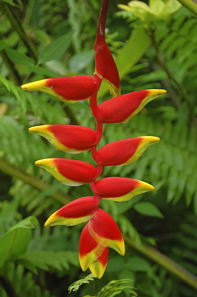 Crab's Claw (heliconia) in the AndromedaBotanical Garden, Barbados, The Windward Islands, The Caribbean