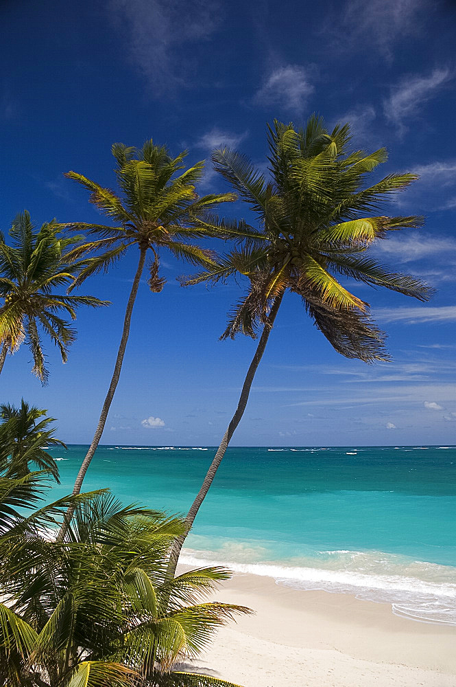 Palm trees and surf at Bottom Bay on the east coast of Barbados, Windward Islands, West Indies, Caribbean, Central America