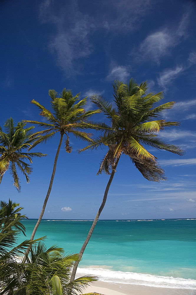 Palm trees and surf at Bottom Bay on the east coast of Barbados, Windward Islands, West Indies, Caribbean, Central America