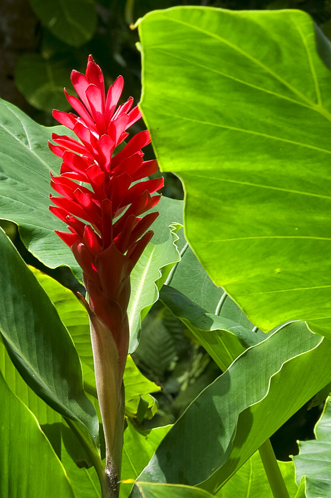 Red ginger (Alpinia purpurata) at the Diamond Botanical Garden, St. Lucia, Windward Islands, West Indies, Caribbean, Central America