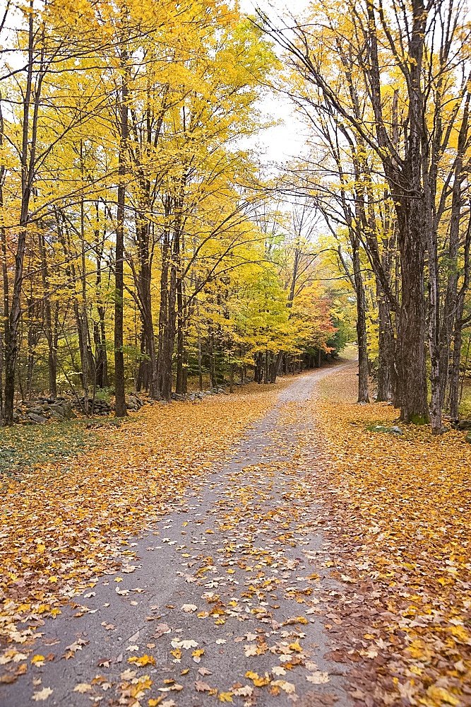 Autumn leaves on a country road in Vermont, New England, United States of America, North America