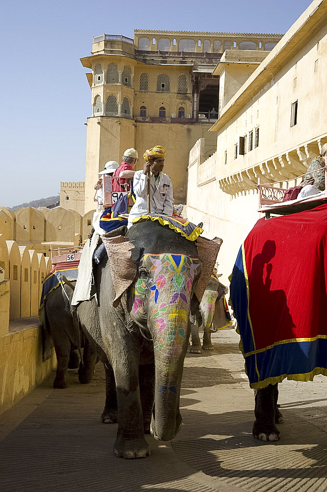 Elephants carrying tourists to the Amber Fort in Jaipur, Rajasthan, India, Asia