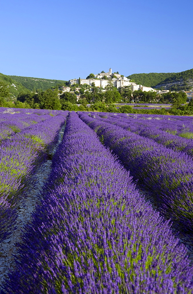 A field of lavender below the town of Banon, Provence, France, Europe