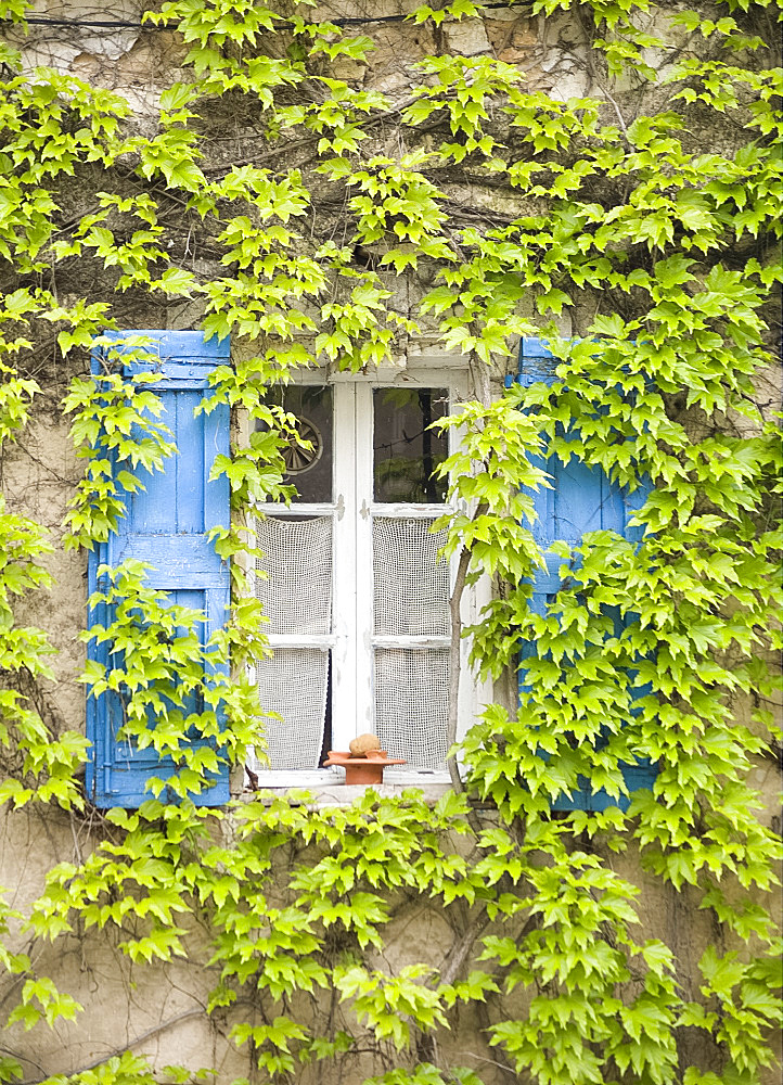 An ivy clad window in Bonnieux, Provence, France, Europe