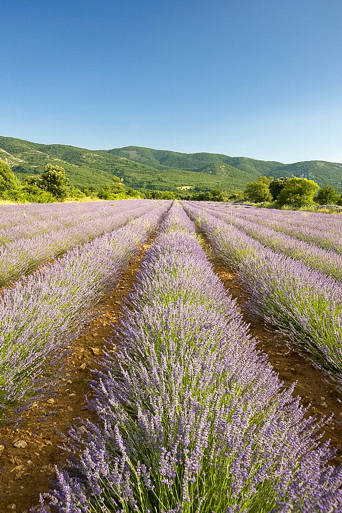 A field of lavender in Provence, France, Europe