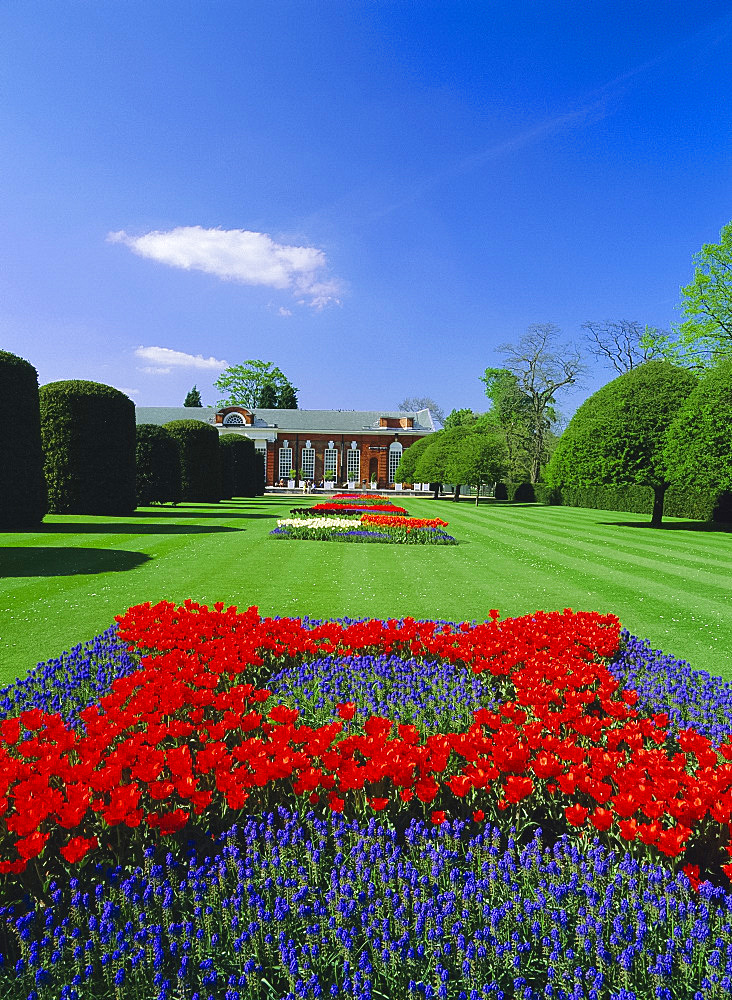 Red tulips and the Orangery, Kensington Gardens, London, England, UK