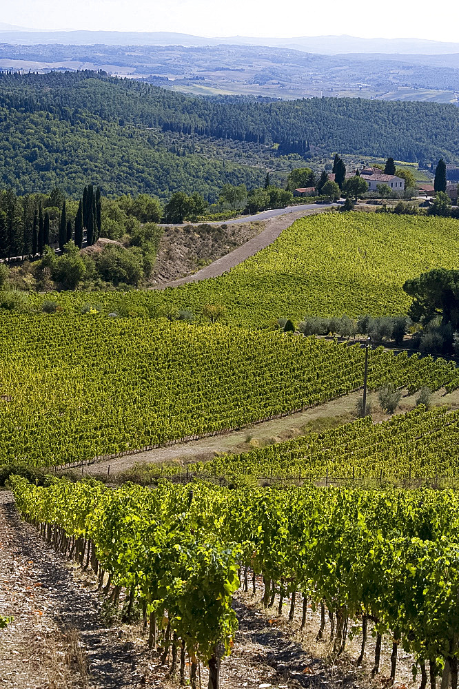 A view over vineyards in Chianti, Tuscany, Italy, Europe