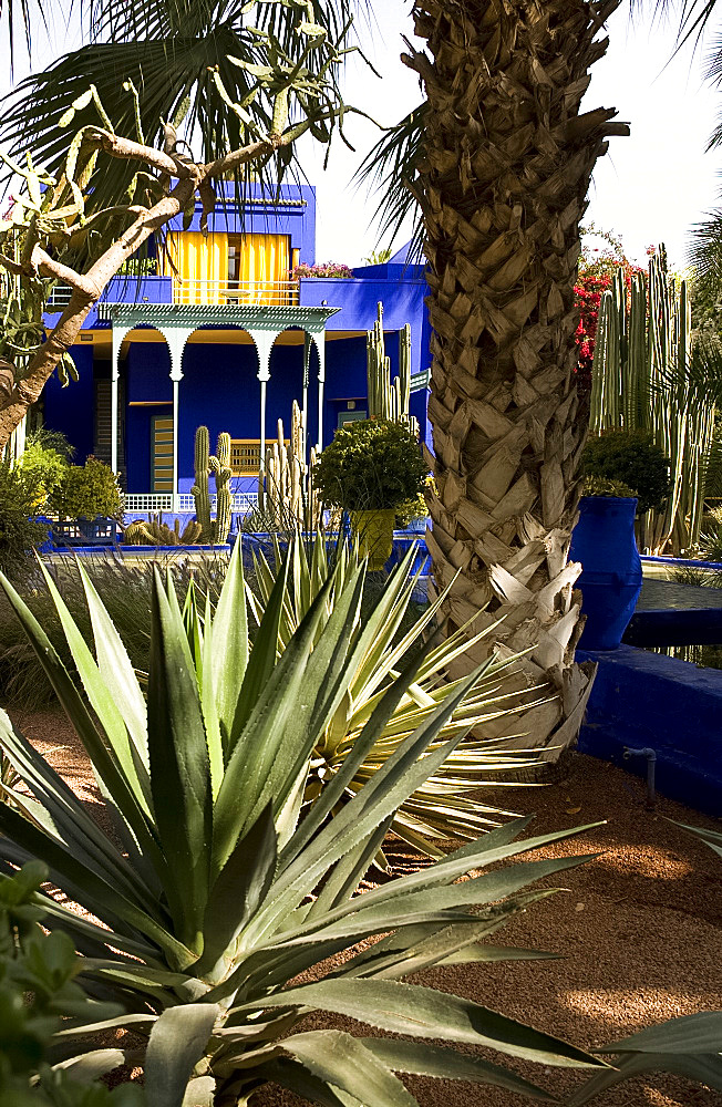 A cobalt blue pavilion surrounded by cactuses and palm trees in the Majorelle Garden, Marrakech, Morocco, North Africa, Africa