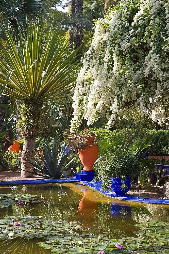 White bougainvillea cascading over an ornamental pond containing water lilies at the Majorelle Garden in Marrakech, Morocco, North Africa, Africa