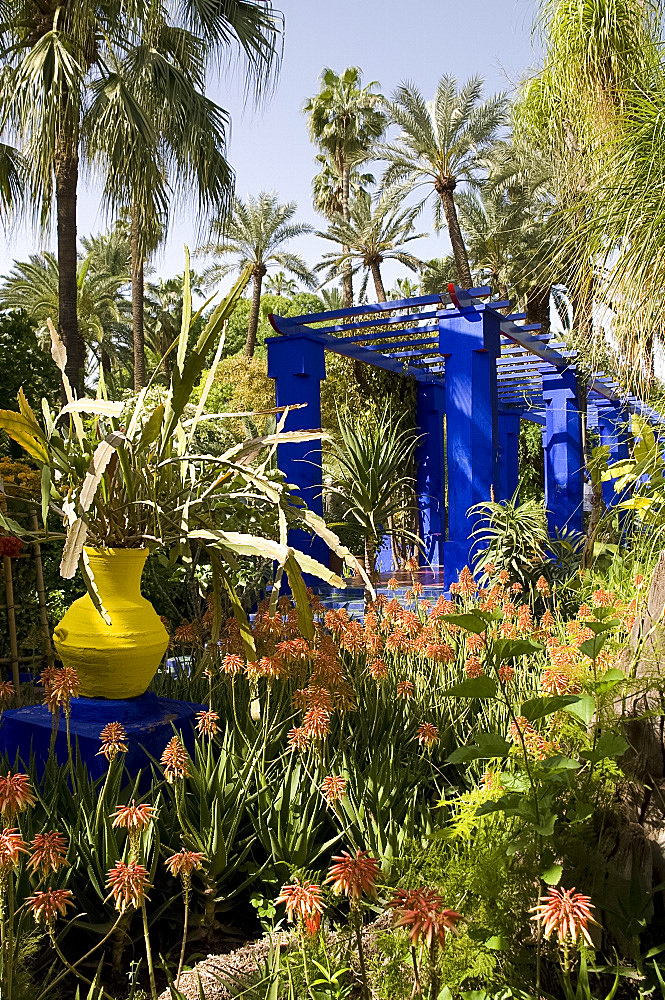 A cobalt blue pergola surrounded by cactuses and palm trees in the Majorelle Garden, Marrakech, Morocco, North Africa, Africa