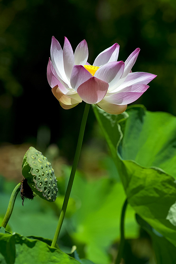 Lotus (Nelumbo nucifera)  at The Seewoosagur Ramgoolam Royal Botanical Garden, Pamplemousses, Mauritius, Indian Ocean, Africa