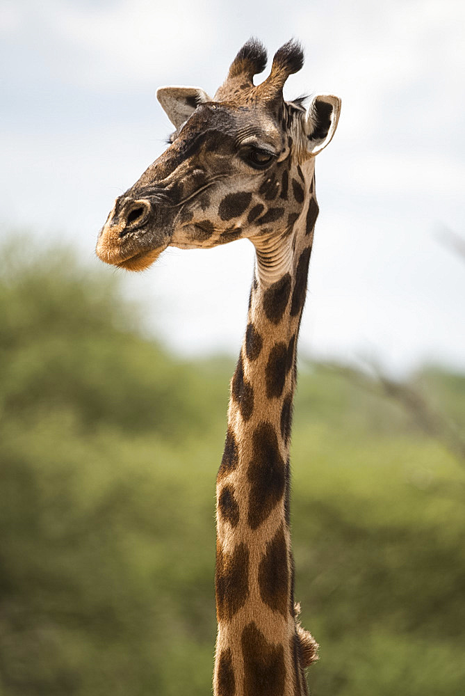 A Masai giraffe (Giraffa camelopardalis) in Serengeti National Park, Tanzania, East Africa, Africa