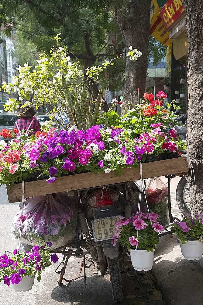 Pots of petunias and geraniums for sale on the back of a motorcycle in Hoang Hoa Tham Street, Hanoi, Vietnam, Indochina, Southeast Asia, Asia