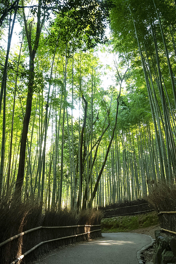 A path through the Arashimaya Bamboo grove in Sagano, Kyoto, Japan, Asia