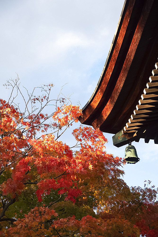 Bright orange acer leaves next to a bell and the wooden roof of the Hida Kakubun-ji Pagoda in Takayama, Japan, Asia