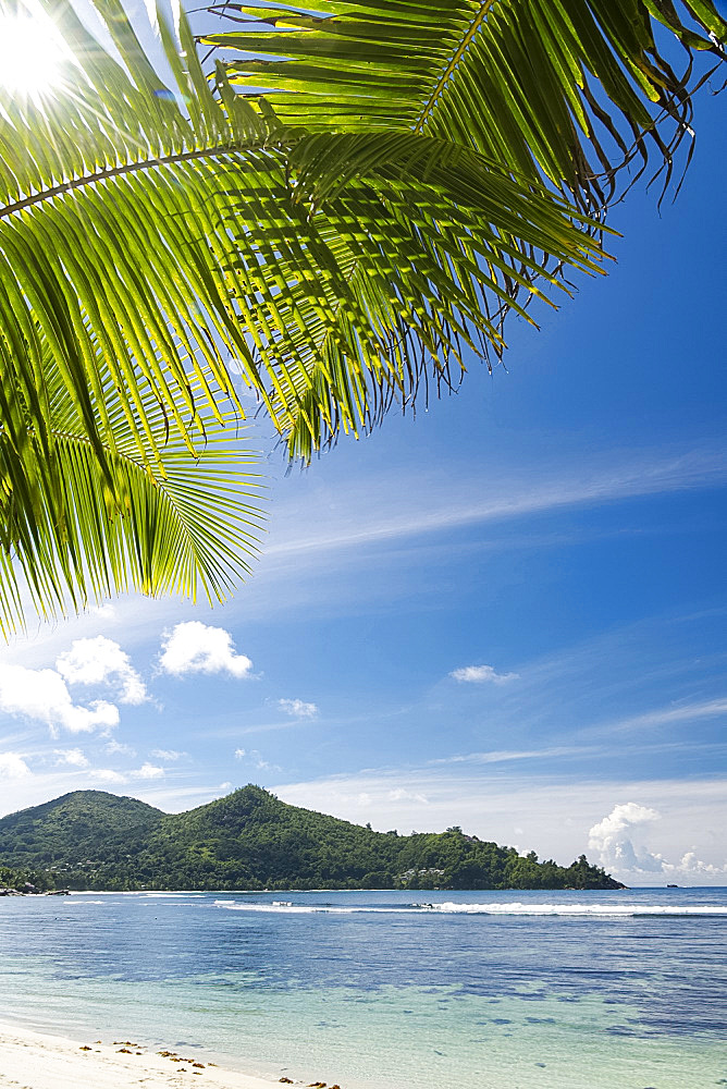 The sun shining through palm leaves at Baie Lazar, Mahe, Seychelles, Indian Ocean, Africa