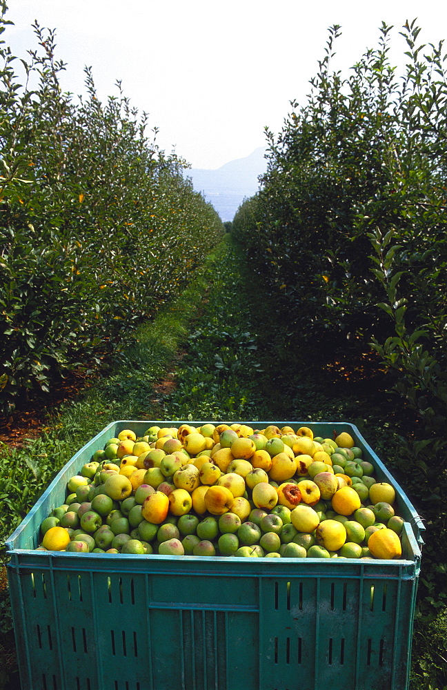 Crate of Apples in an Orchard