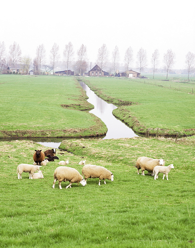 Sheep and farms on reclaimed polder lands around Amsterdam, Holland, Europe