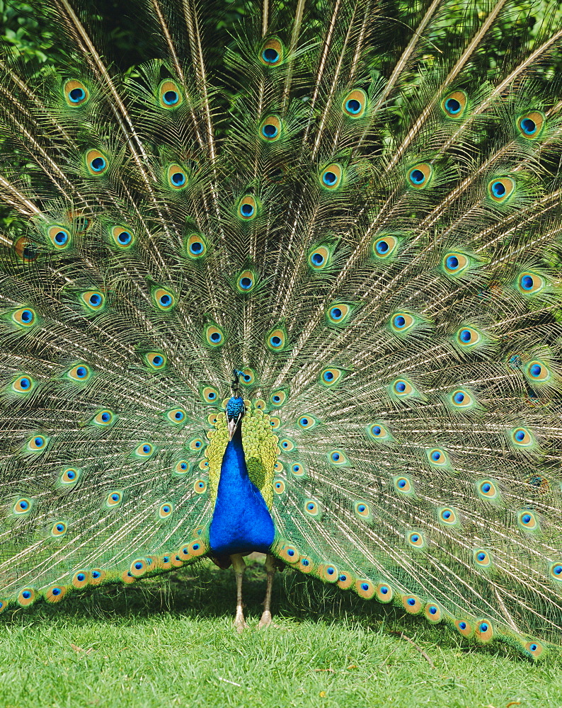 Male peacock (Pavo cristatus) fanning tail