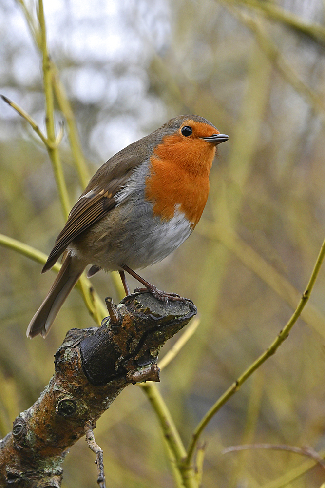 European Robin, United Kingdom, Europe