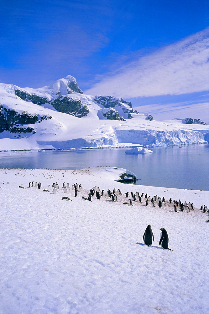 Gentoo penguins, Antarctic Peninsula, Antarctica