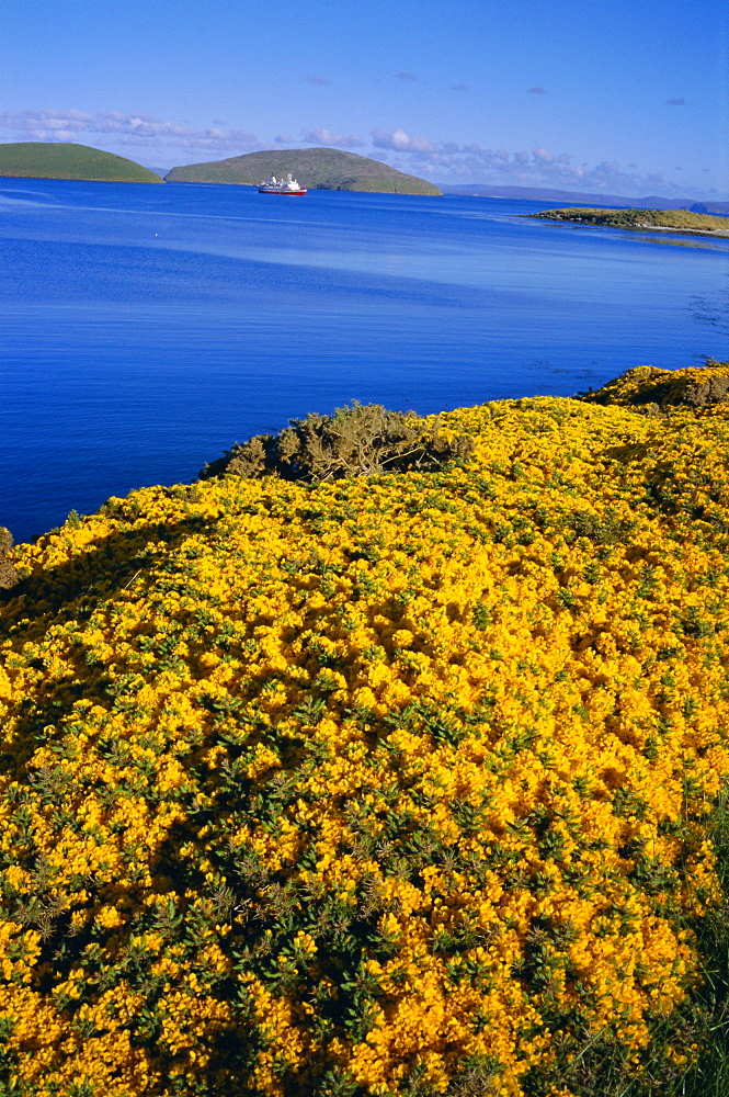 Yellow gorse bushes (ulex europea), New Island, West Falkland, Falkland Islands