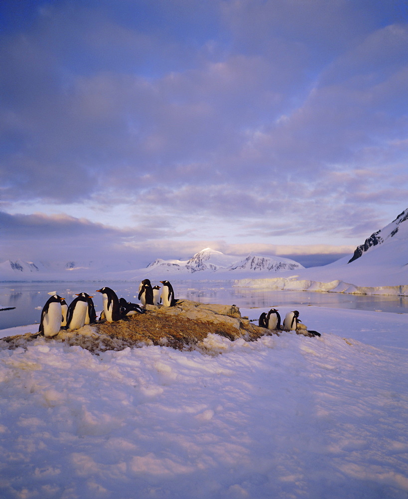 Gentoo penguin rookery, Antarctic Peninsula, Antarctica