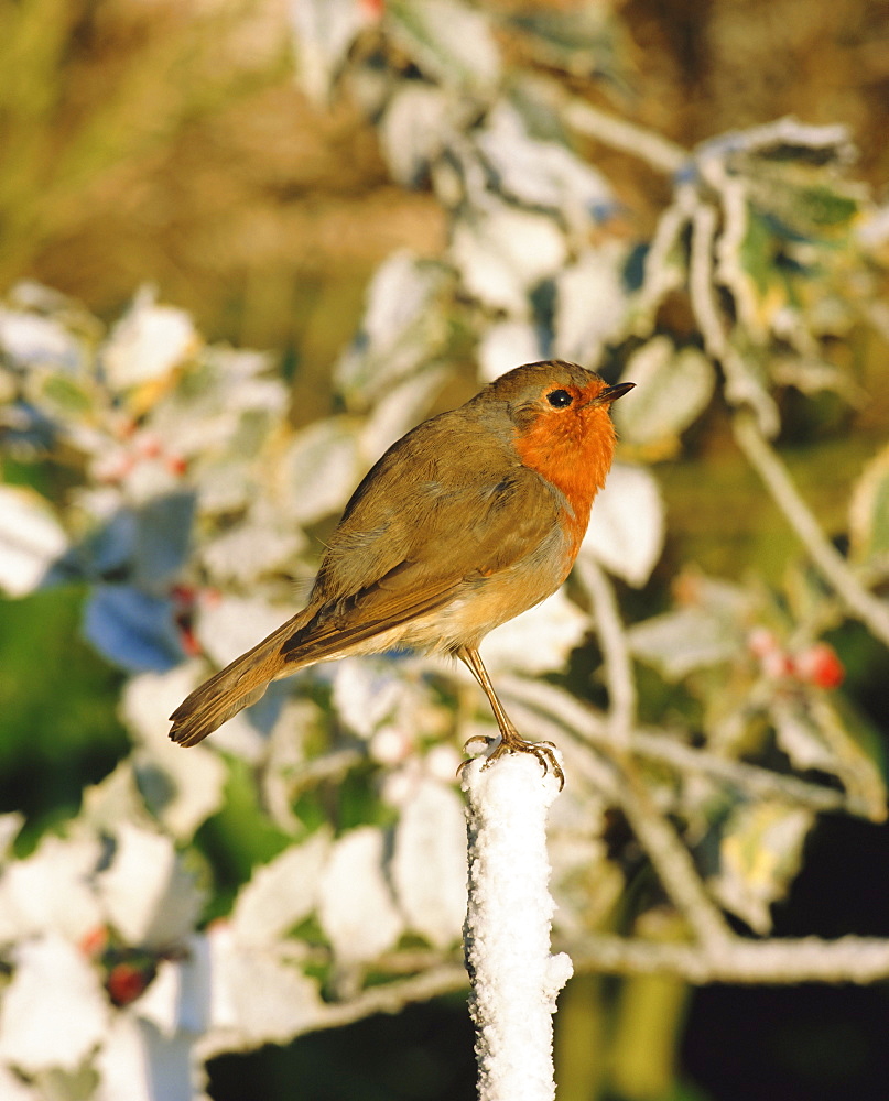 Close-up of a robin  (Erithacus rubecula) perching on a post