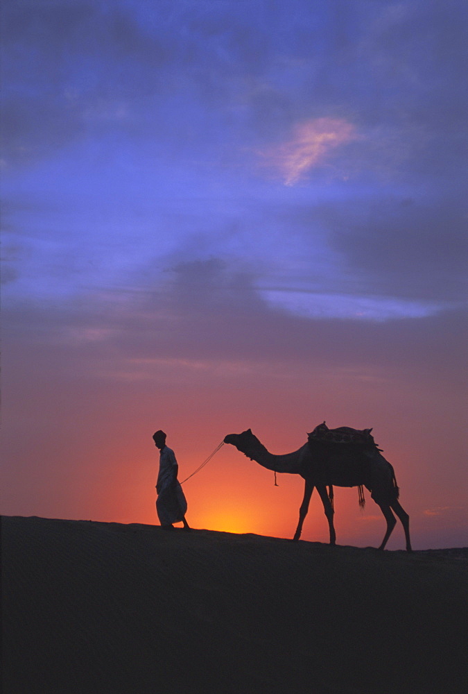 Camel silhouetted against the sunset, Thar Desert, near Jaisalmer, Rajasthan State, India, Asia