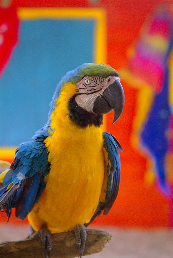 Colourful parrot, St. Lucia, Windward Islands, West Indies, Caribbean, Central America