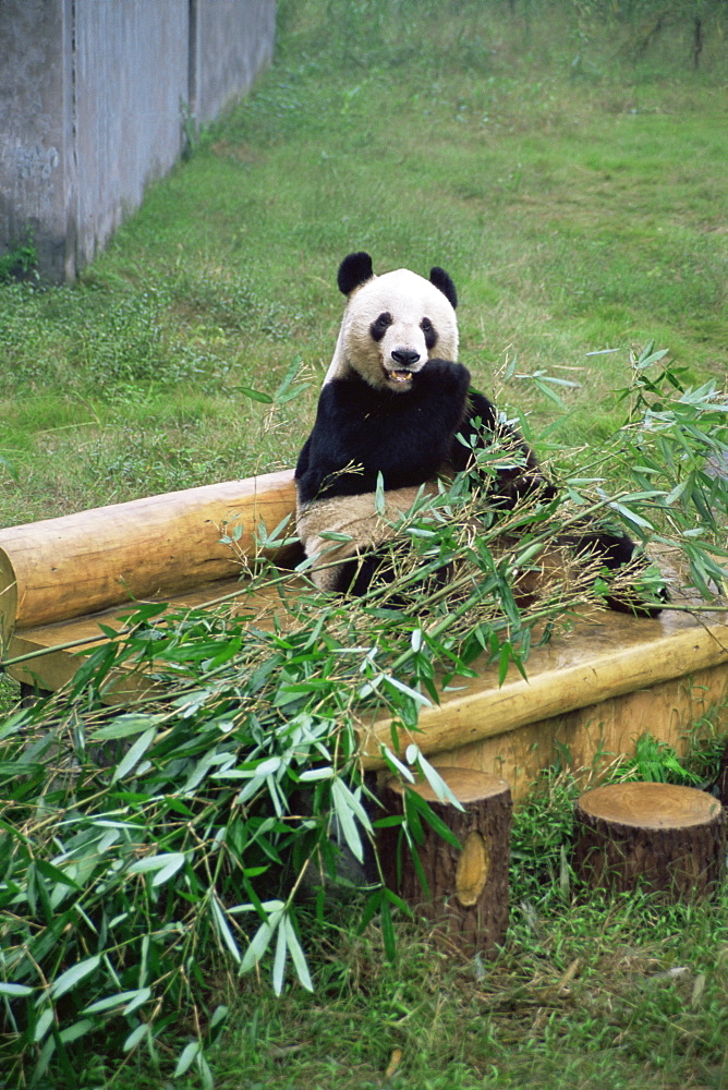 Panda in Chongquing City Zoo, Chongquing City, Chongquing, China, Asia