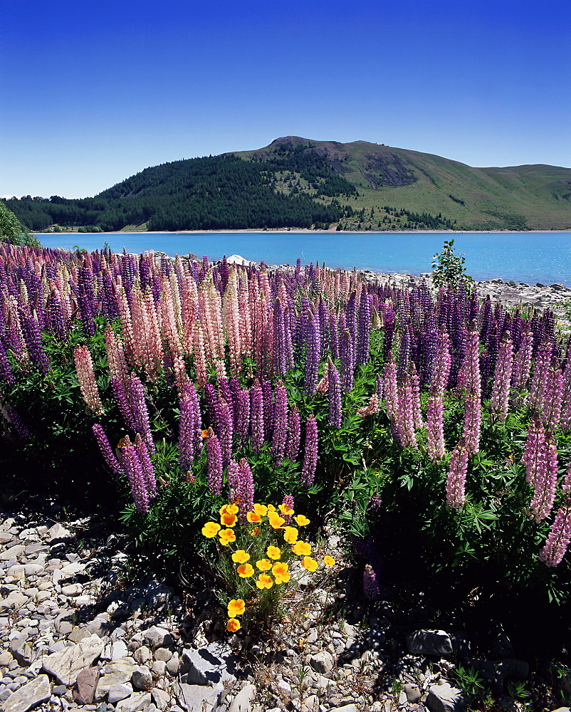 Wild lupin flowers (Lupinus) beside Lake Tekapo, Mackenzie Country, South Canterbury, Canterbury, South Island, New Zealand, Pacific