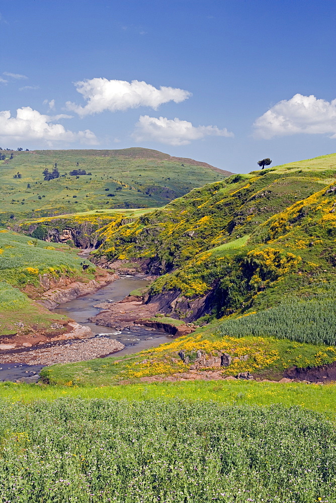 Lush green hills and yellow Meskel flowers, Simien Mountains National Park, The north, Ethiopia, Africa