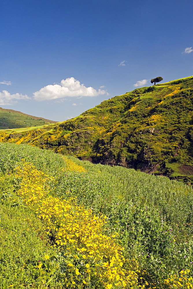 Lush green hills and yellow Meskel flowers, Simien Mountains National Park, The north, Ethiopia, Africa