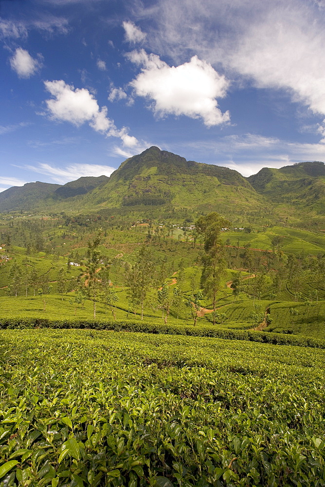 Tea estates in the Tea Hills, near Nuwara Eliya, Hill Country, Sri Lanka, Asia