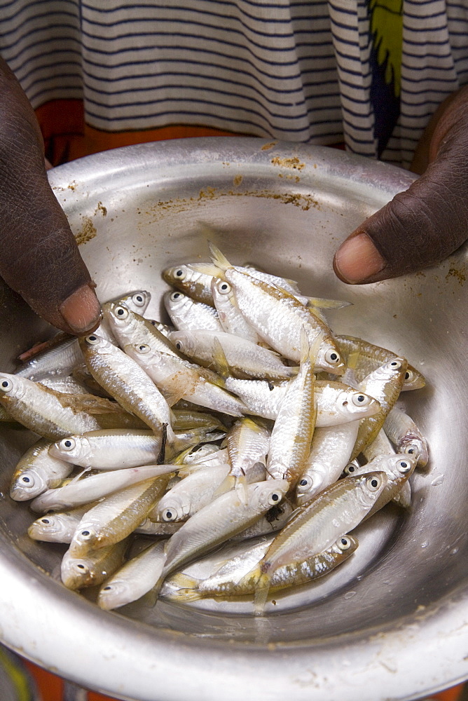 Fish for sale in the local market, Djenne, Niger Inland Delta, Mopti region, Mali, West Africa, Africa