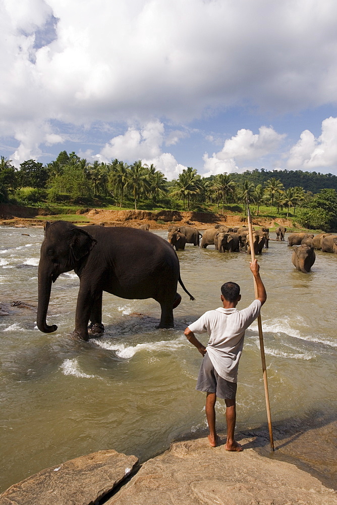 Elephants bathing in the river, Pinnewala Elephant Orphanage near Kegalle, Hill Country, Sri Lanka, Asia