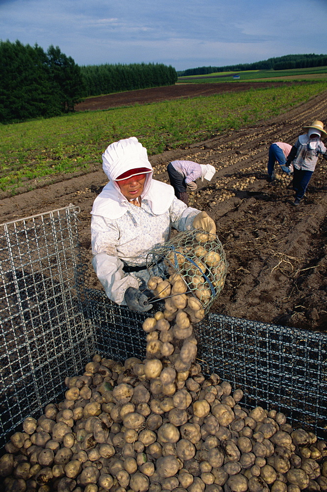 Women farm workers harvesting potatoes on Hokkaido, Japan, Asia