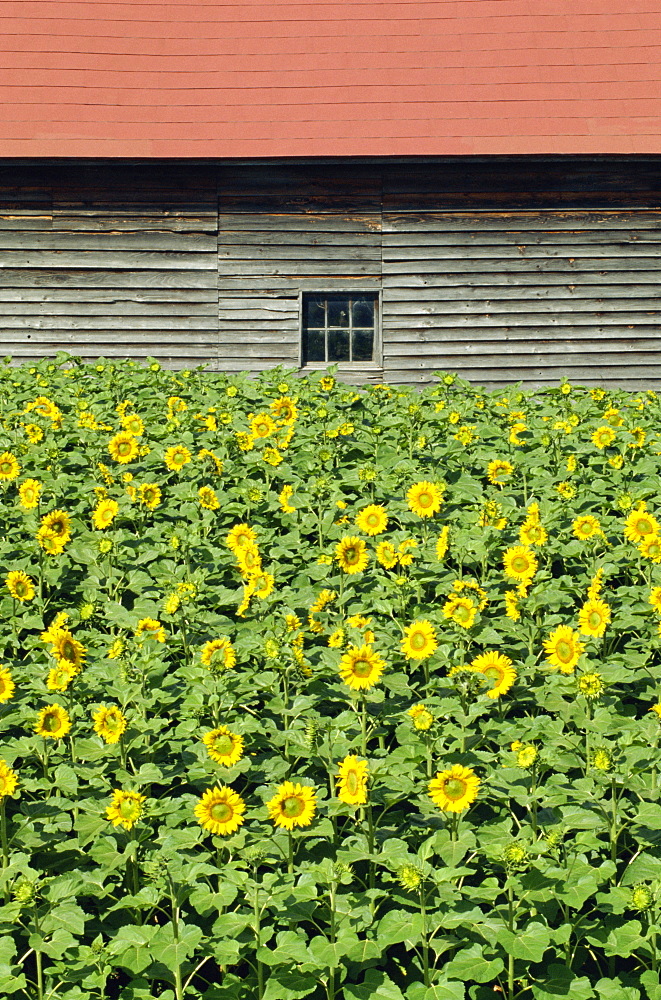 A field of sunflowers in front of a wooden farm building on Hokkaido, Japan, Asia