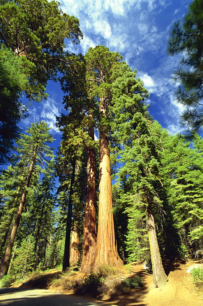 Giant sequoia trees, Mariposa Grove, Yosemite National Park, UNESCO World Heritage Site, California, United States of America, North America