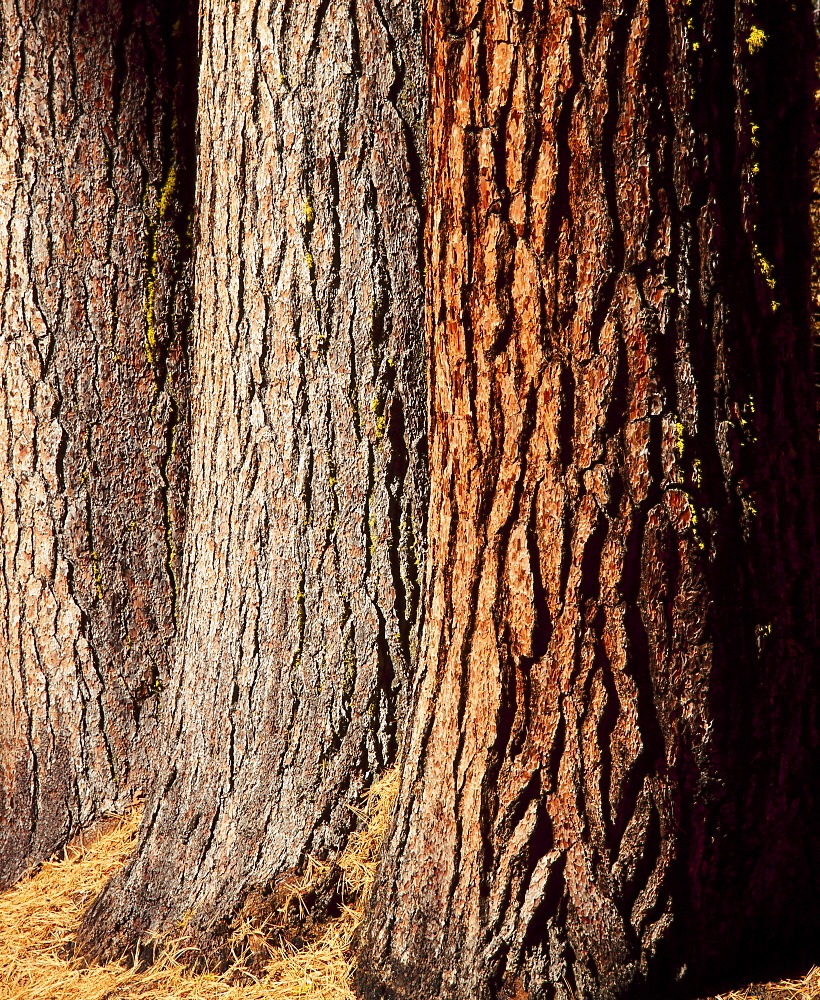 Close-up of the trunks and bark of a grove of Giant Sequoias, Mariposa Grove, Yosemite National Park, California, USA 