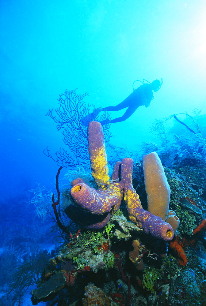 Coral formations and underwater diver, Cozumel Island, Caribbean Sea, Mexico