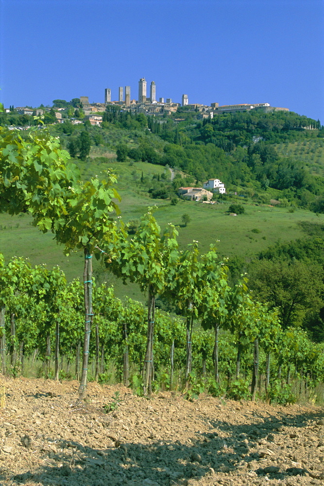 Vineyards below the town of San Gimignano, Tuscany, Italy, Europe