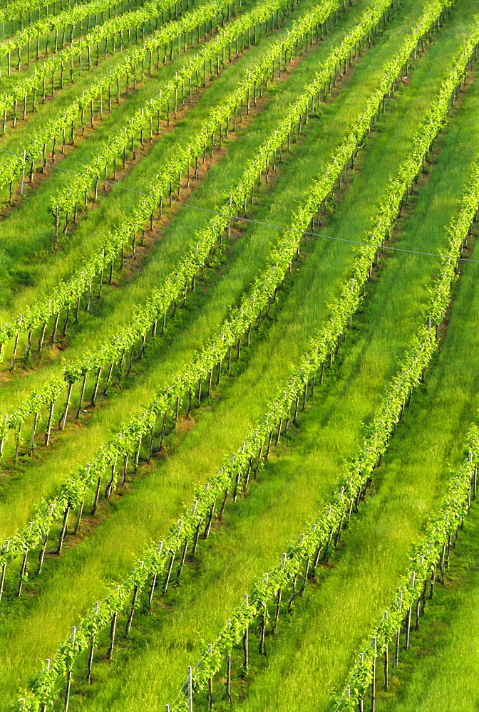 Vineyards near San Gimignano, Tuscany, Italy, Europe