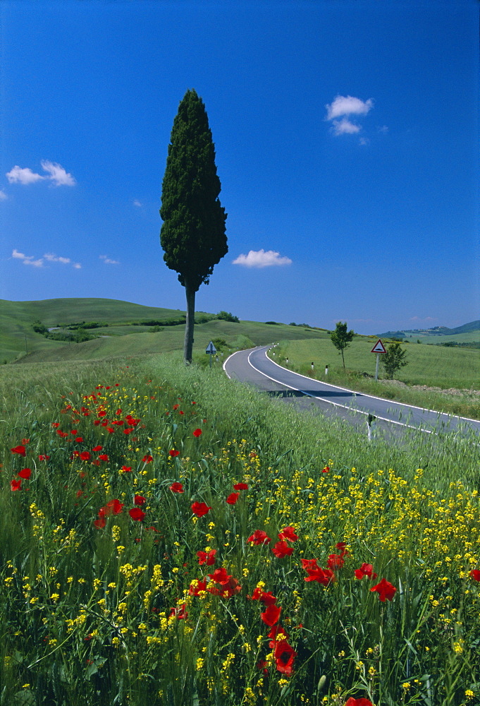 Wild flowers and cypress tree beside a country road near Volterra, Tuscany, Italy, Europe